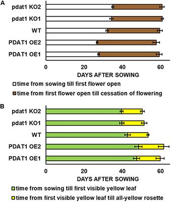 Phospholipid:Diacylglycerol Acyltransferase1 Overexpression Delays Senescence and Enhances Post-heat and Cold Exposure Fitness